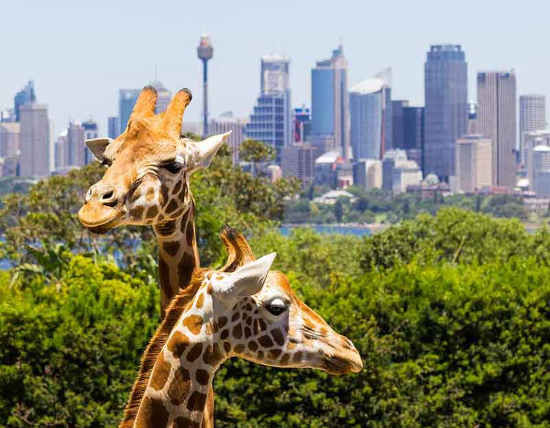 places to visit in sydney at night taronga zoo