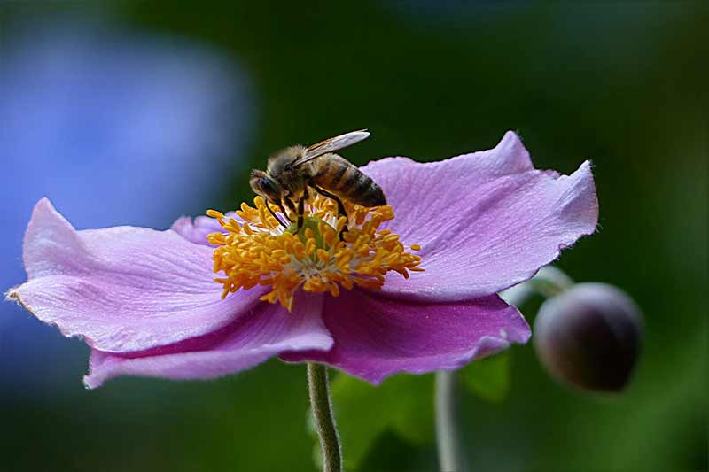 planet bee honey farm