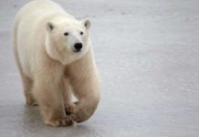 Why Churchill Is Known As The Polar Bear Capital Of The World Churchill polar bears