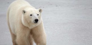 Churchill polar bears