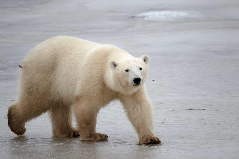 why are polar bears endangered