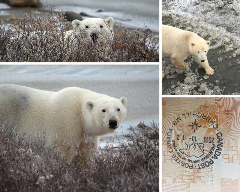 Polar bears around Churchill Manitoba