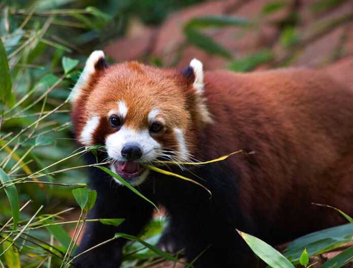 20 Endemic Animals In China (and where to see them) In 2024