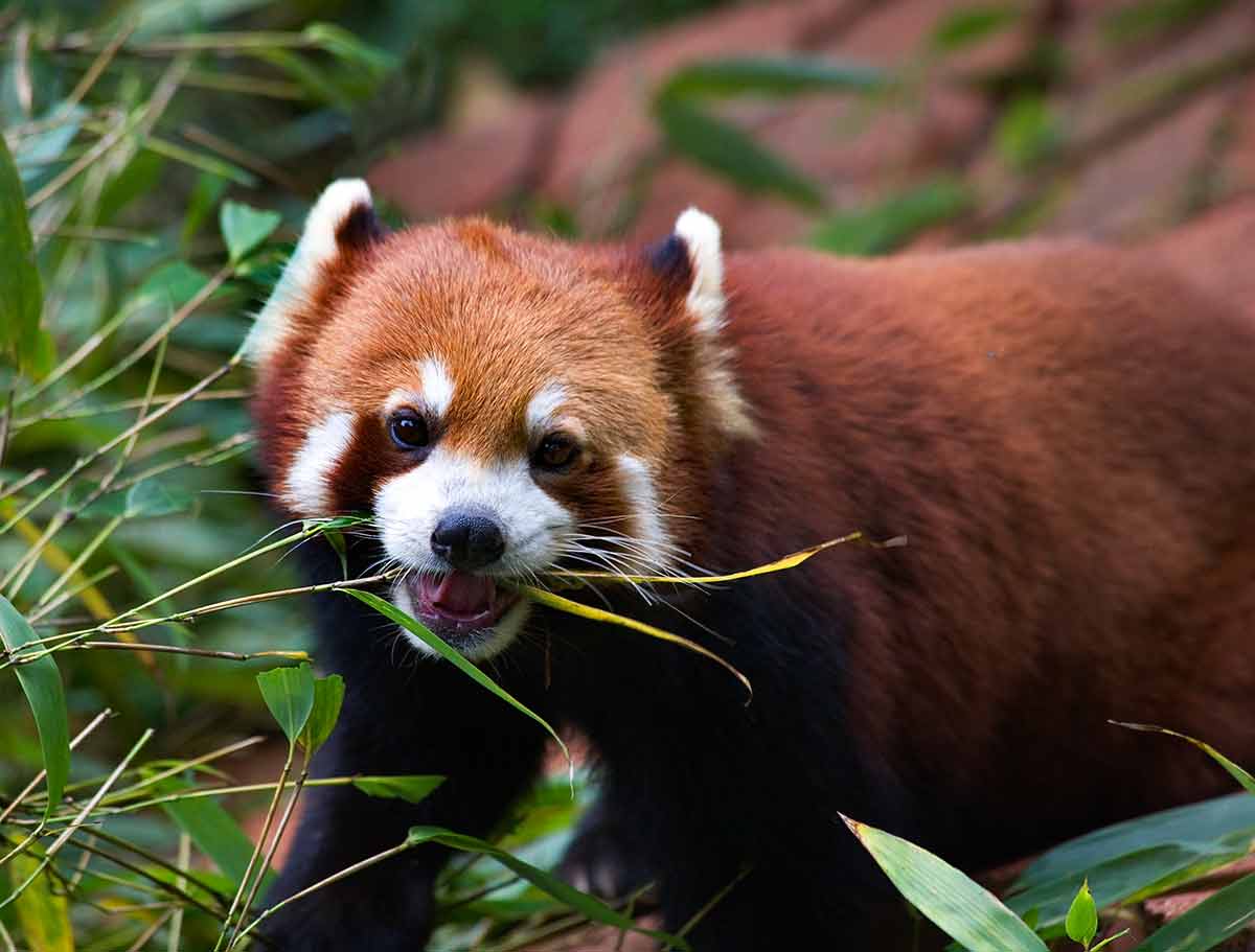 Red Panda Shining Cat Eating Bamboo
