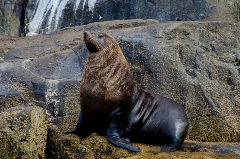 tasman peninsula seal