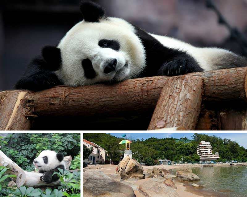 macau's pandas at coloane panda pavilion
