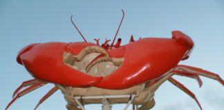 queensland crab