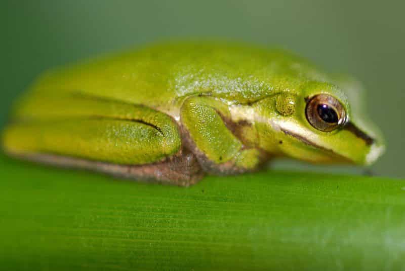 queensland frogs 10