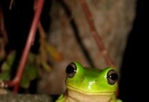 The Secret Frog Hotspots In Queensland Nature Lovers Will Obsess Over queensland frog
