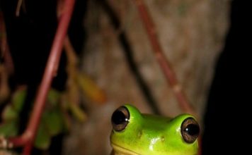 queensland frog 