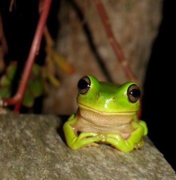 Where to photograph frogs in Queensland queensland frog