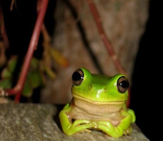Where to photograph frogs in Queensland queensland frog