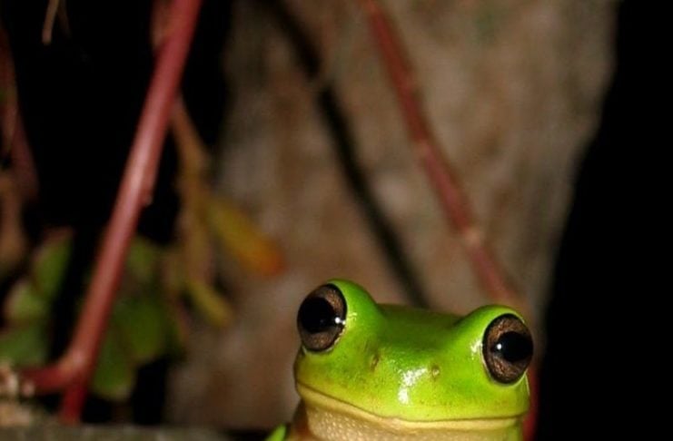 The Secret Frog Hotspots In Queensland Nature Lovers Will Obsess Over queensland frog