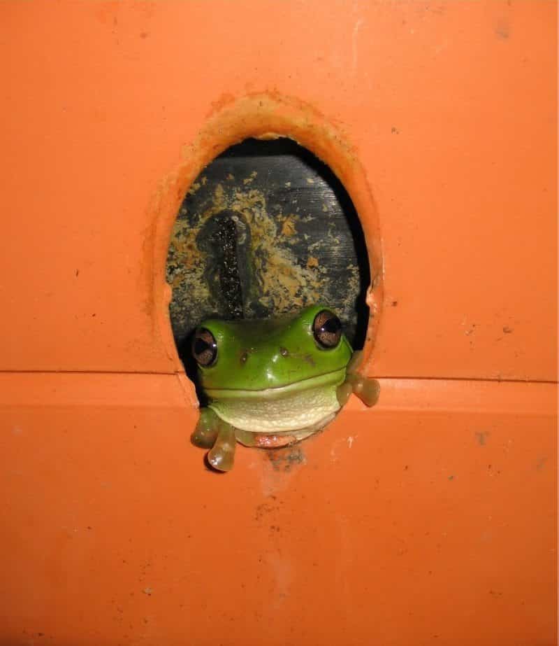 queensland frogs 4