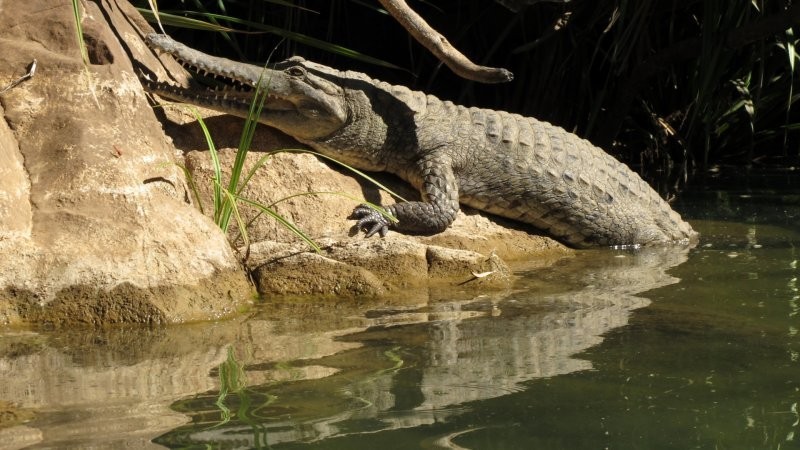 queensland road trip sight - Crocodile basking on river bank