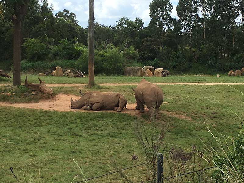 rhinos at Australia Zoo