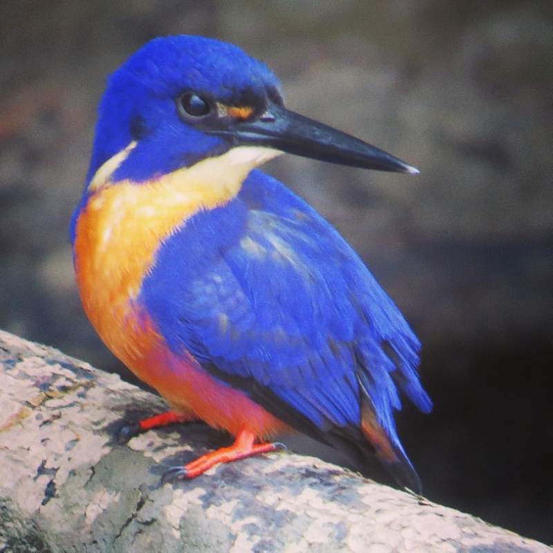 Azure Kingfisher - daintree rainforest animals
