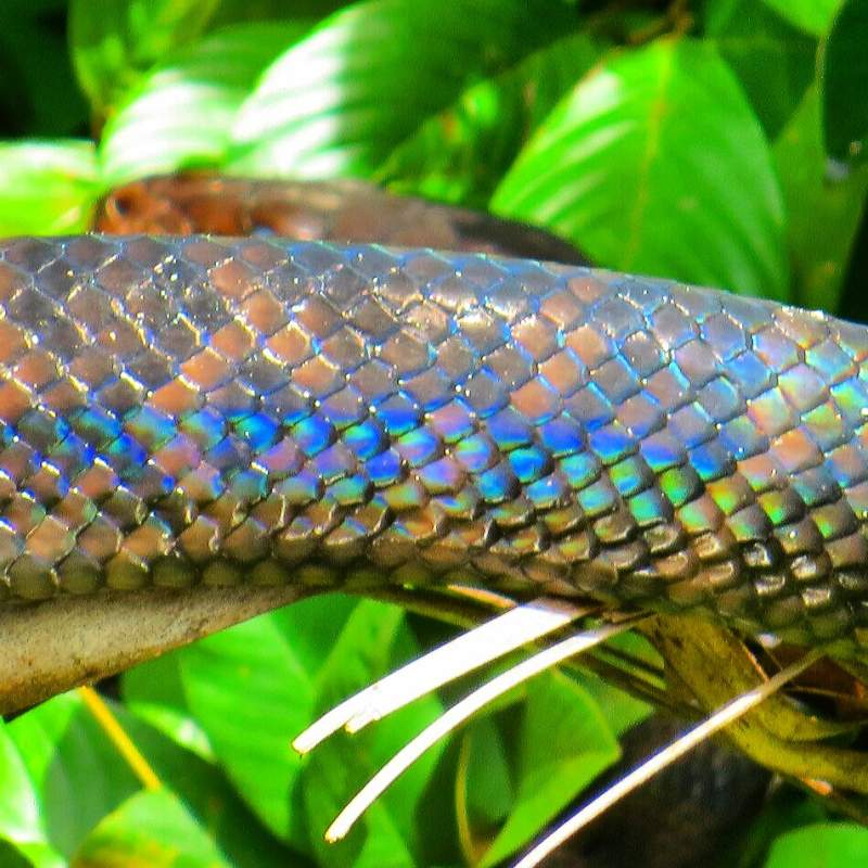 daintree rainforest animals - rainbow serpent