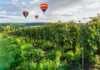 hot air balloons floating over a vineyard in reims france