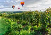 20 things to do in Reims France that go way beyond champagne hot air balloons floating over a vineyard in reims france