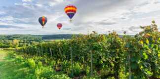 hot air balloons floating over a vineyard in reims france