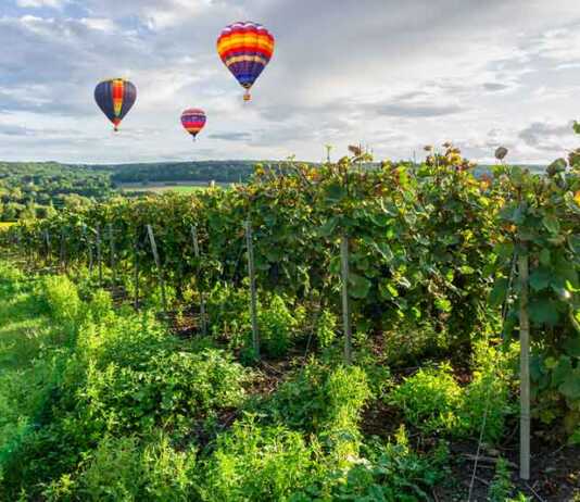 hot air balloons floating over a vineyard in reims france