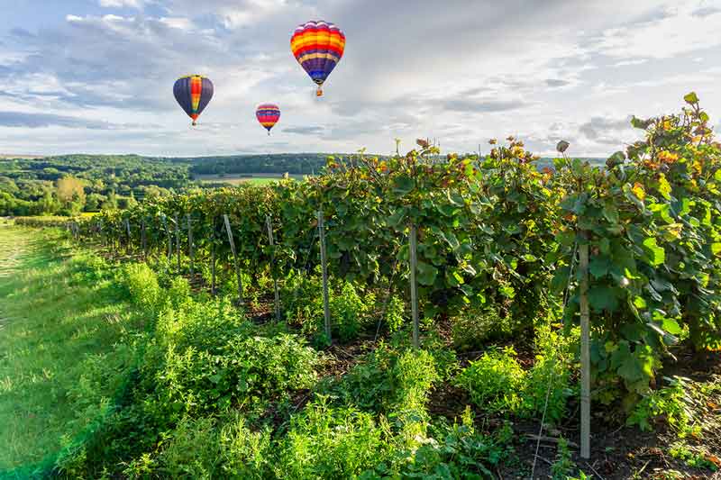 hot air balloons floating over a vineyard in reims france