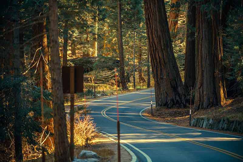 road trip from san francisco to las vegas through Sequoia National Park