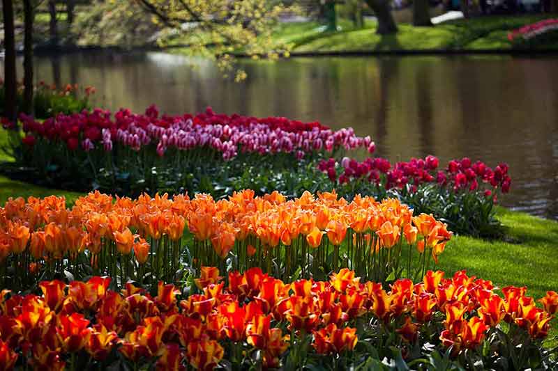 romantic day trips from charlotte nc Fresh Beautiful Tulips, flower background.