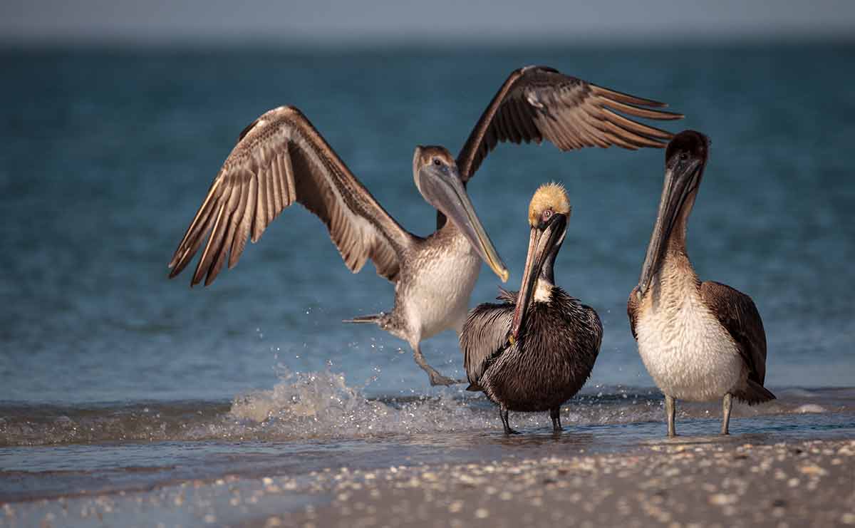 ruskin birdlife two brown pelicans standing on the sand and one flapping its wings