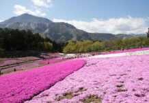 20 Best Things To Do In Saitama Near Tokyo pink carpet of flowers