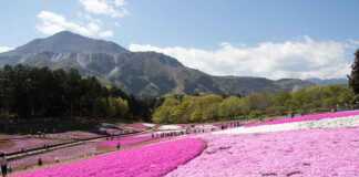 pink carpet of flowers