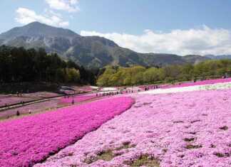 20 Best Things To Do In Saitama Near Tokyo pink carpet of flowers