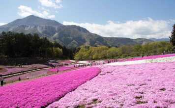20 Best Things To Do In Saitama Near Tokyo pink carpet of flowers