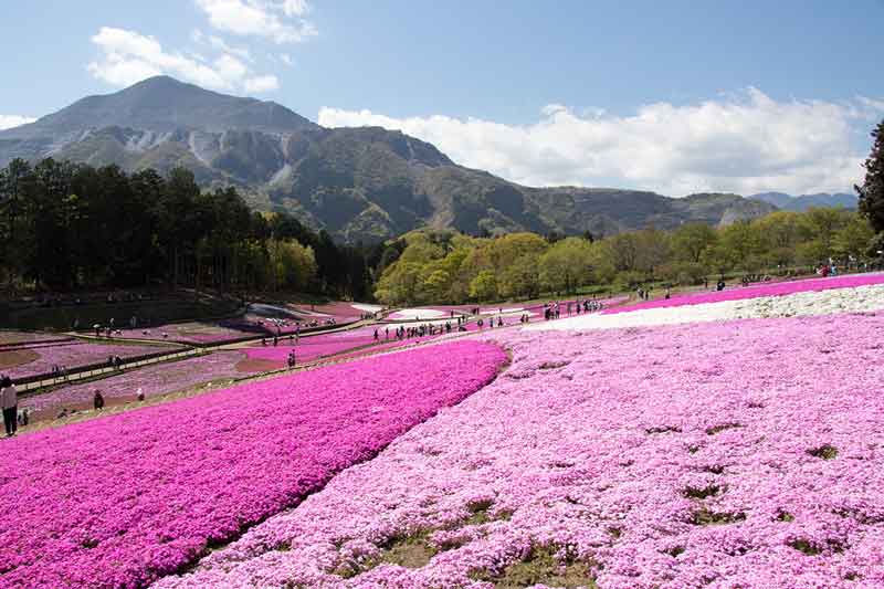 pink carpet of flowers