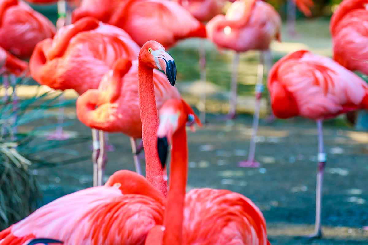 san diego zoo at night flamingos