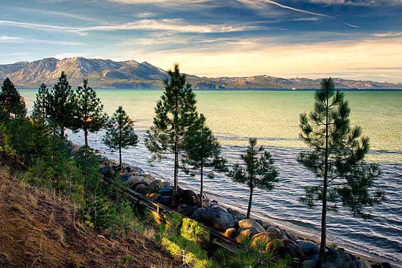 trees by the lake in Lake Tahoe