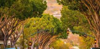 San Diego To San Francisco: The Ultimate California Coast Road Trip san francisco to san diego drive street with trees in santa barbara