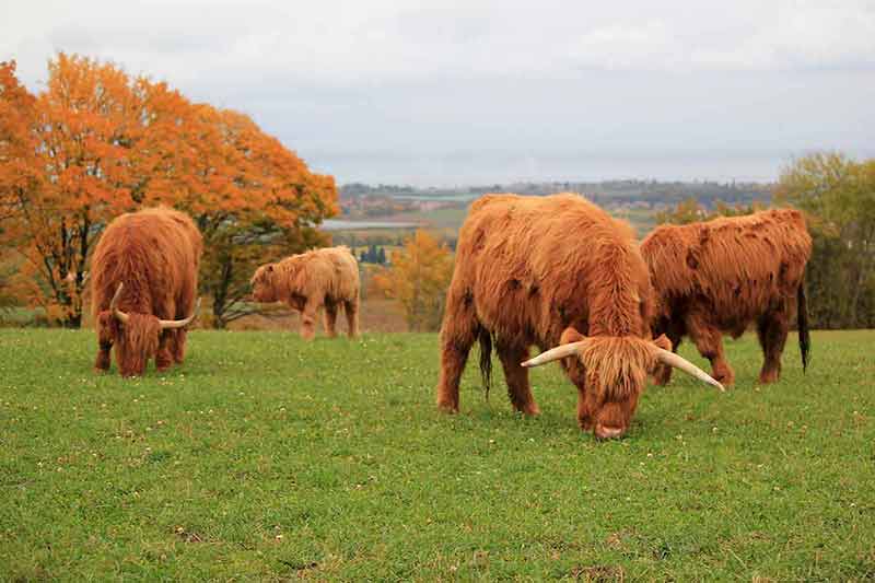 scotland weather best time to visit herd of Highland cattle grazing on green grass with orange leaves on the trees