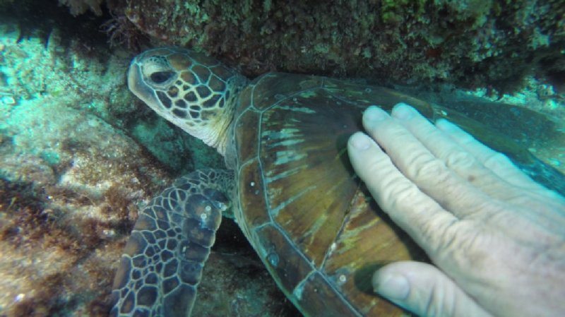 Patting a turtle Stradbroke Island diving