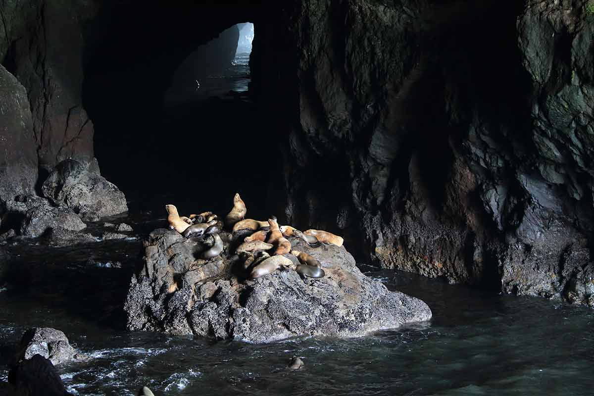 sea lion caves oregon
