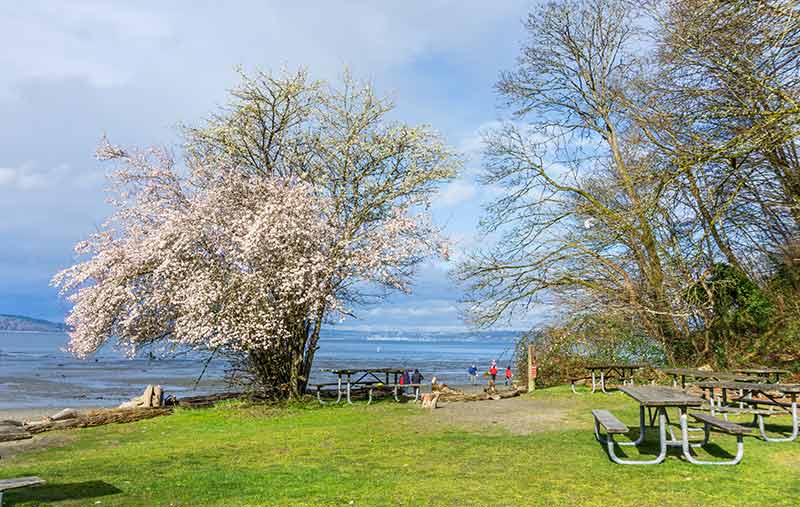 seattle washington beaches cherry blossom tree and picnic benches near the beach