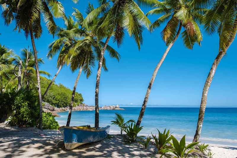 seychelles best beaches a tropical beach with palm trees