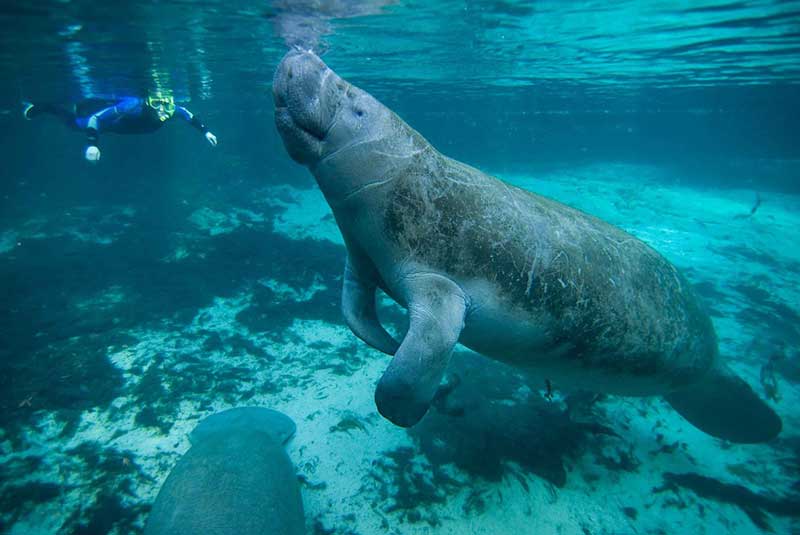 snorkel with manatees