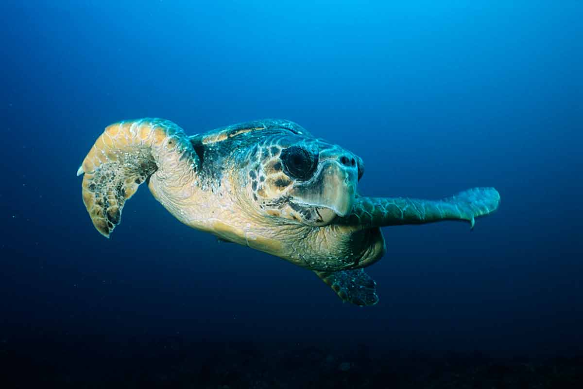 snorkeling florida keys beaches loggerhead turtle