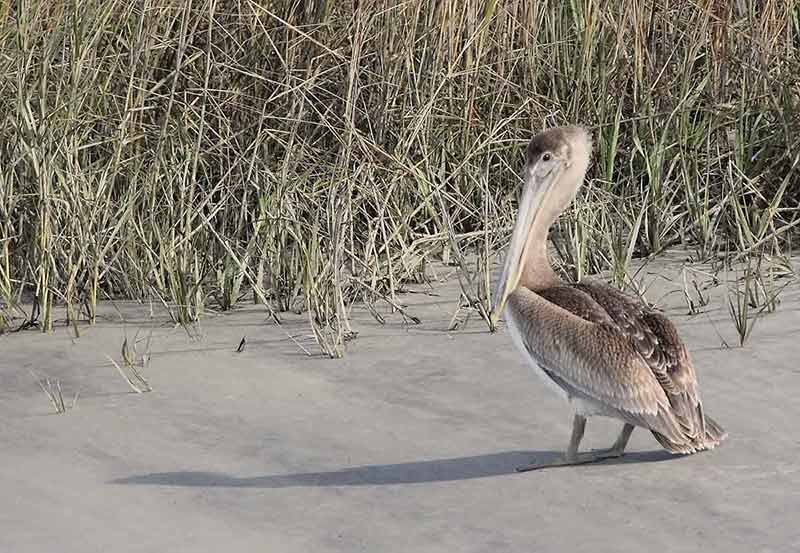 south carolina beaches open brown pelican