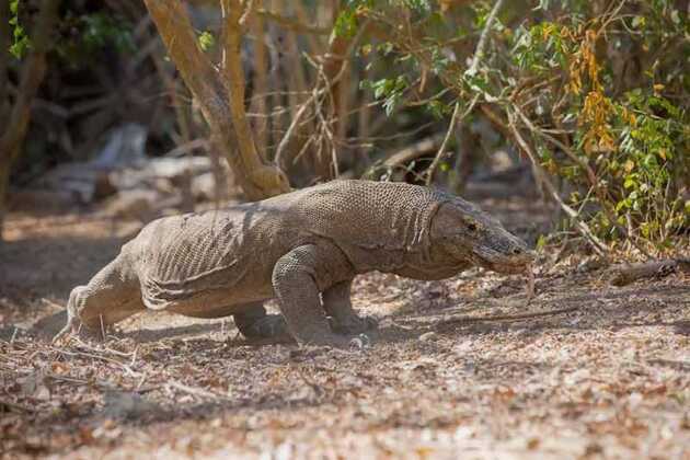20 Amazing Asian Animals To See In 2024