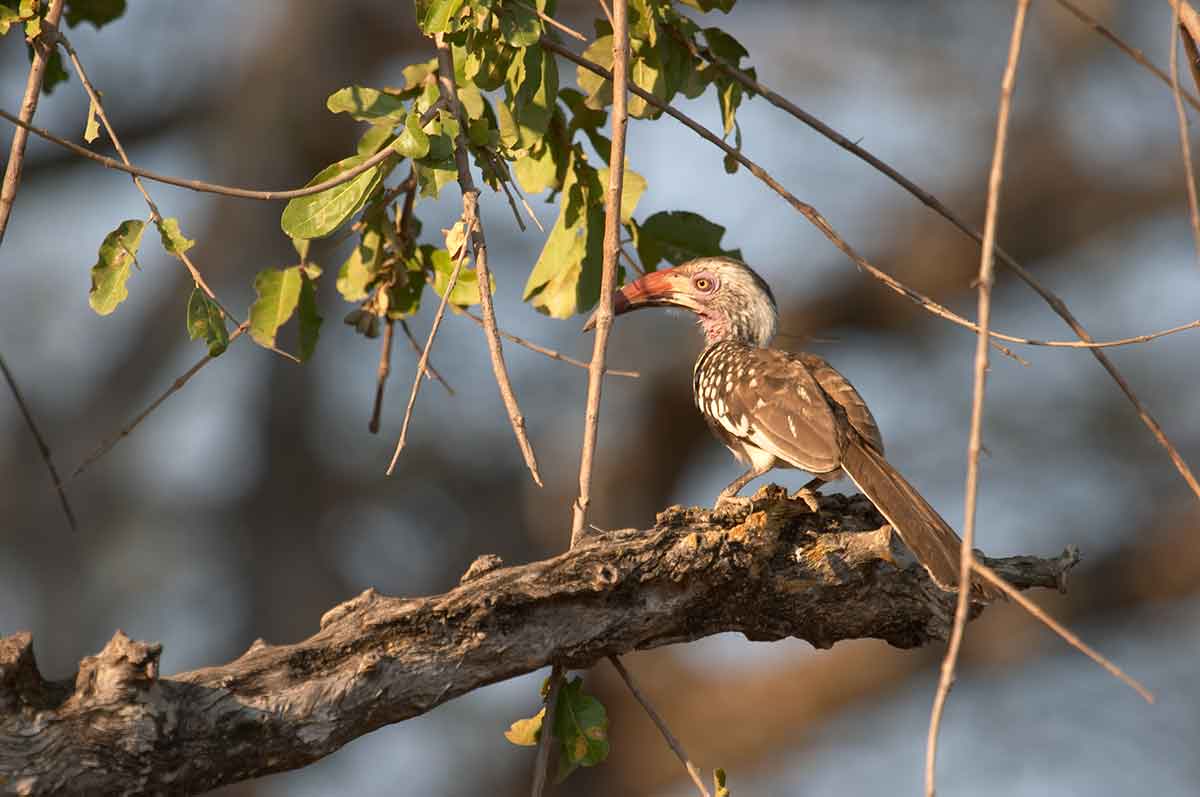 south luangwa national park bird