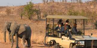 south luangwa safari vehicle next to elephants