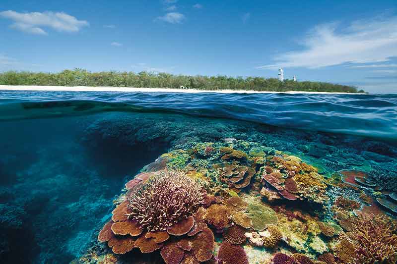 southern barrier reef Lady Elliot Idland